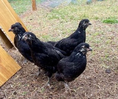 Black Ameraucana