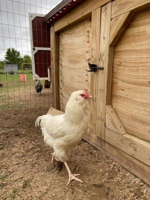 White Ameraucana