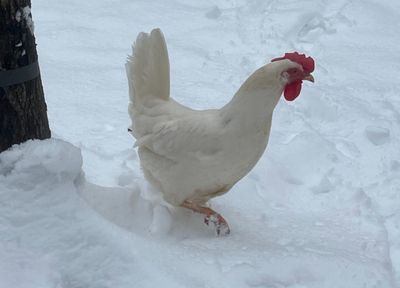 White Leghorn