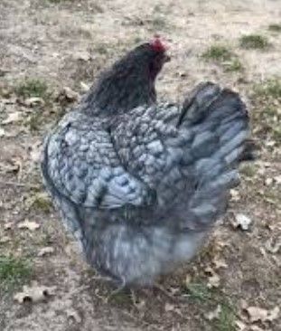 Blue Jersey Giant