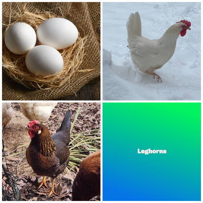 Leghorn