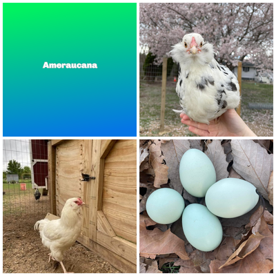 Ameraucana