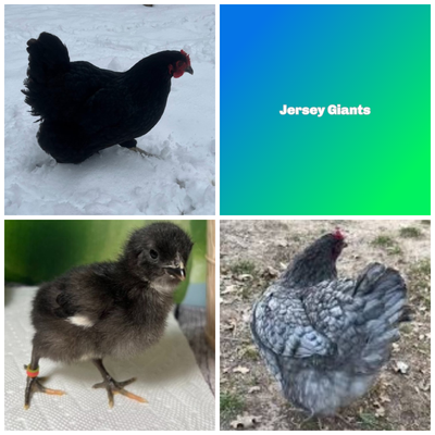 Jersey Giant