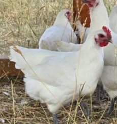 American Bresse FEMALE CHICKS hatch 4/4/25