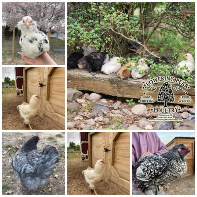 Hatch 5/23/2025