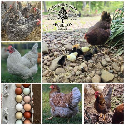 Hatch 5/2/2025