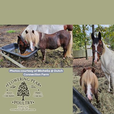 Horse HE Staminal 14% protein pellet Horse HE Staminal 14% protein pellet