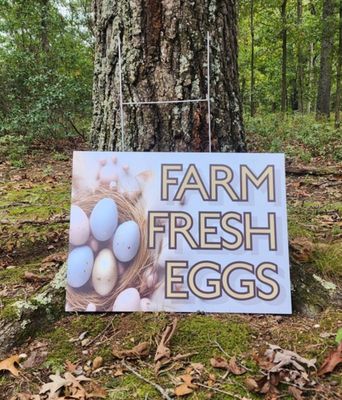 Farm Fresh Eggs with pretty speckled eggs in a nest YARD SIGN