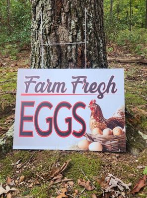 Farm Fresh Eggs with a chicken on her nest YARD SIGN