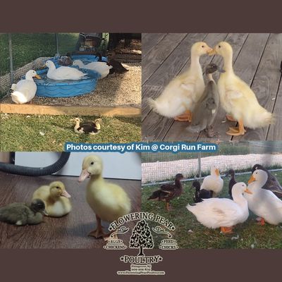 Duck Grower feed 16% Protein Pellet Duck Grower feed 16% Protein Pellet