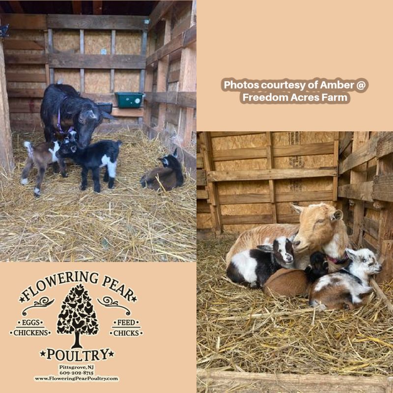 Goat 14% protein non-medicated Textured feed