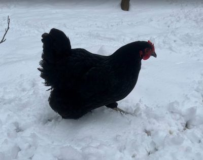 Jersey Black Giant. FEMALE CHICKS. 4/29/26