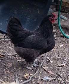 Black Sex-link. FEMALE CHICKS. Hatch 4/22/26