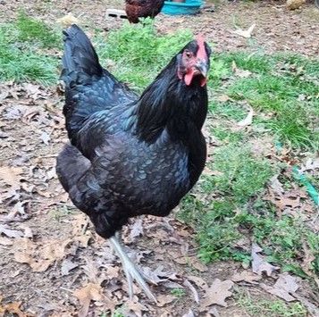 Black Sex-link. FEMALE CHICKS. Hatch 4/22/26