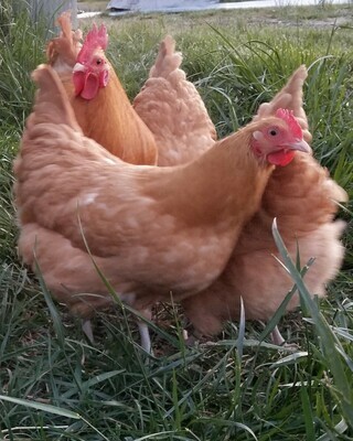 American Buff Orpingtons. FEMALE CHICKS. 3/18/26