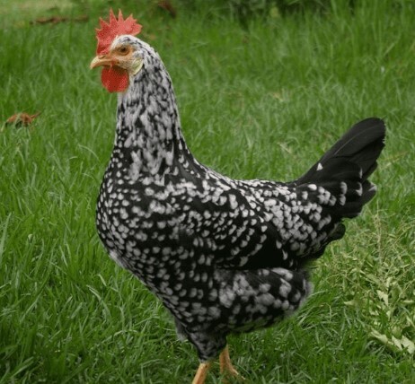 Ancona.  FEMALE CHICKS 3/25/26