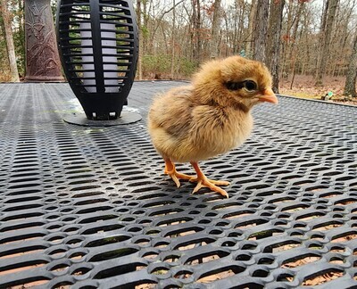 Cream Legbar. Female Chicks. Hatch 3/18/26
