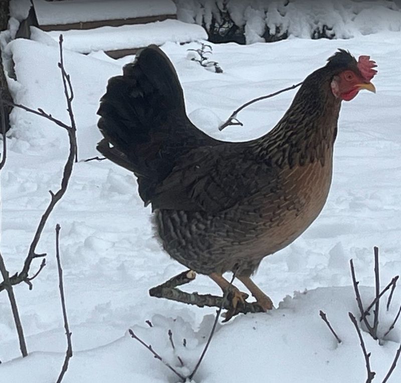 Cream Legbar.  Female Chicks.  Hatch 3/18/26