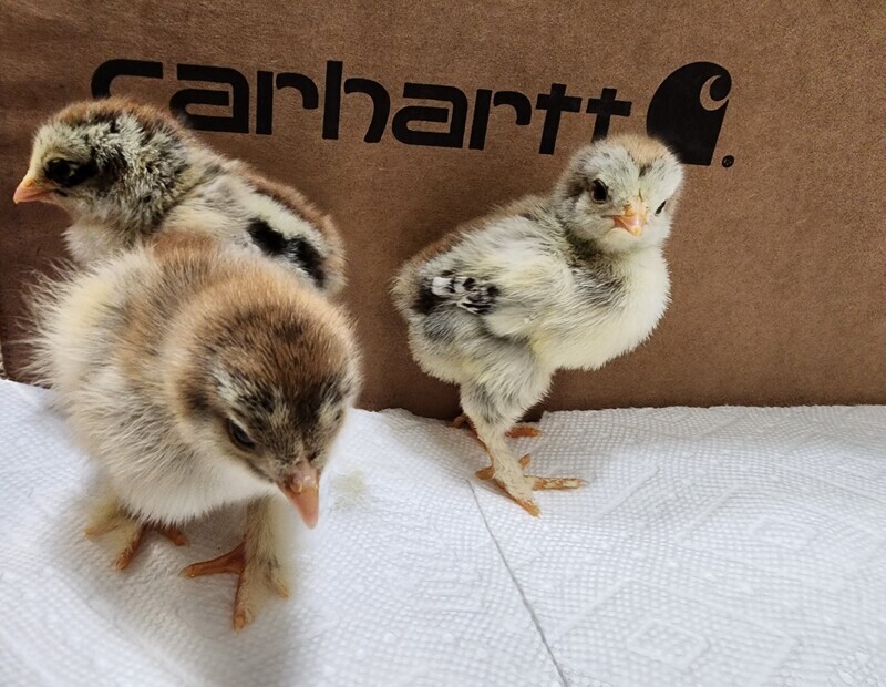 Dark Brahma. FEMALE CHICKS. Hatch 3/25/26