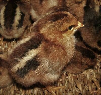 Welsummer FEMALE CHICKS Hatch 3/25/26