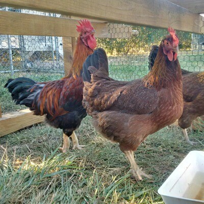 Welsummer  FEMALE CHICKS Hatch 3/25/26