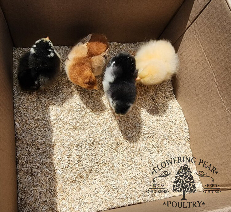 Hemp Bedding SOFT FINE CUT for Chickens, Horses, small animals, reptiles