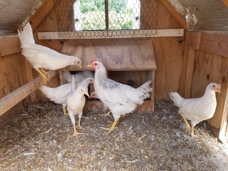 White leghorns. FEMALE CHICKS. 3/25/26