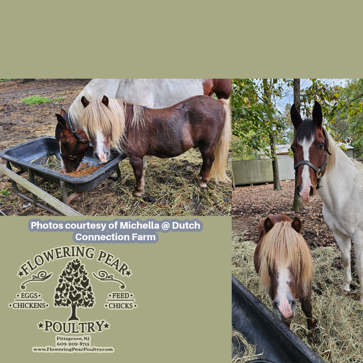 Horse HE Staminal 14% protein pellet