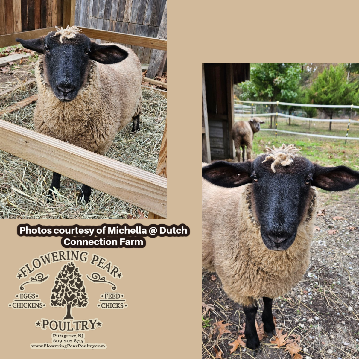 Sheep 14% Protein Pellet