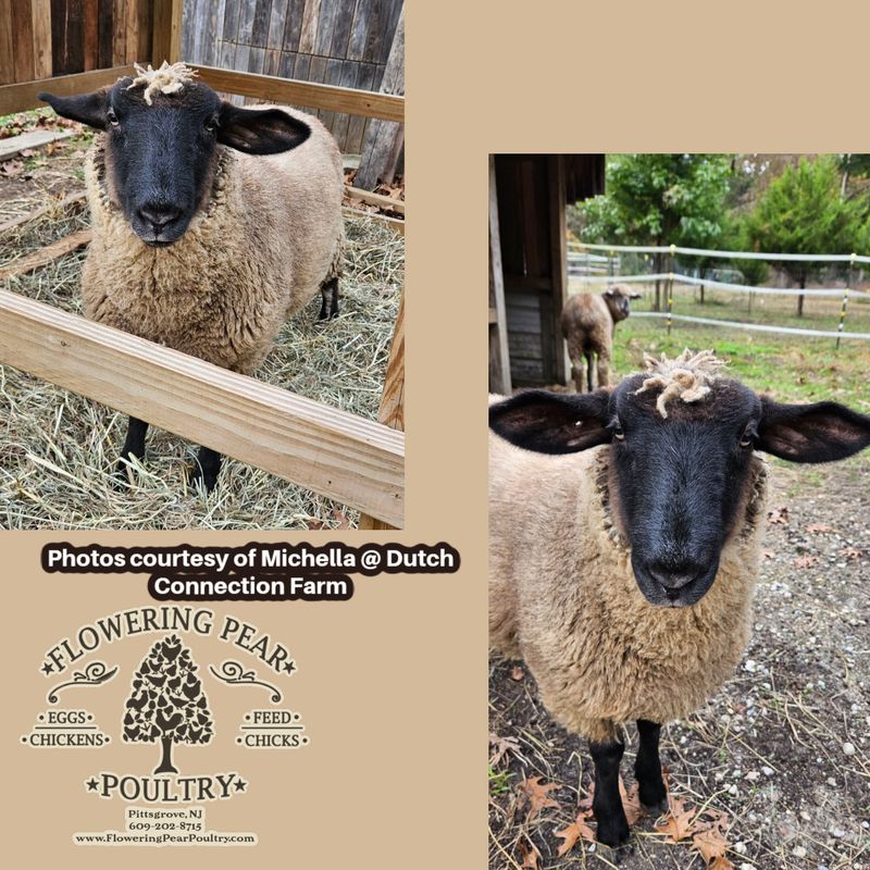 Sheep 14% Protein Pellet