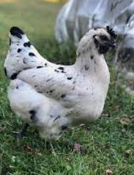 Zombie. FEMALE CHICKS. Hatch 3/25/26