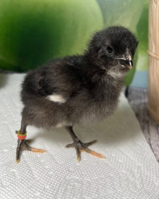 Jersey Black Giant. FEMALE CHICKS. 4/29/26