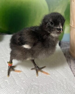 Jersey Black Giant. FEMALE CHICKS. 4/29/26