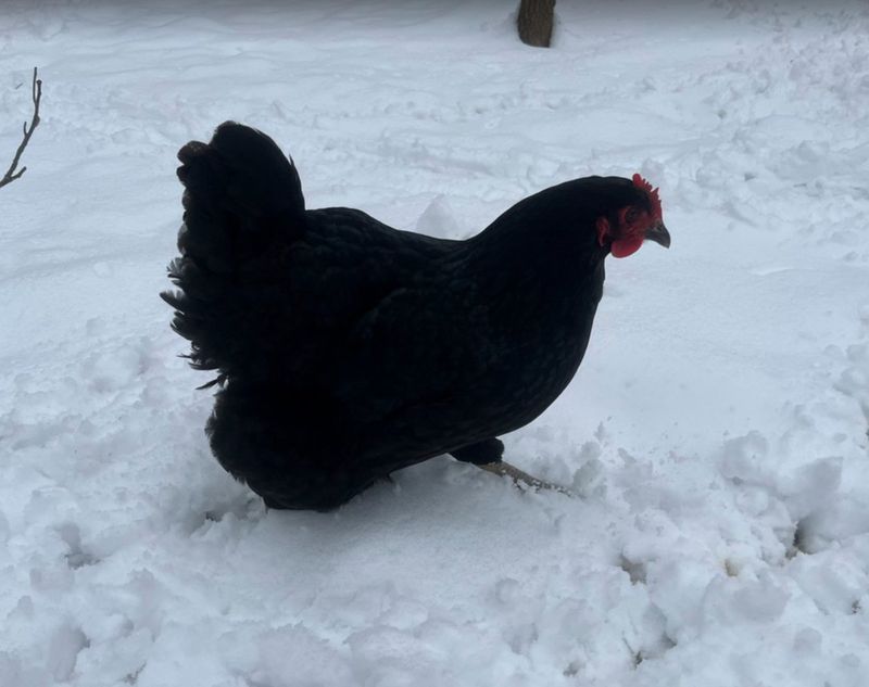 Jersey Black Giant. FEMALE CHICKS. 4/29/26