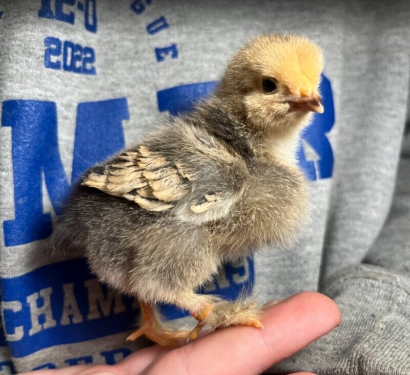 Buff Brahma. FEMALE CHICKS. Hatch 3/25/26