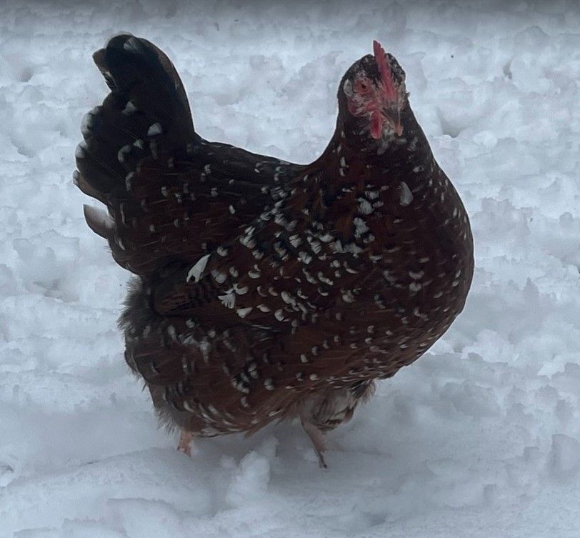 Speckled Sussex.  FEMALE CHICKS.  4/15/26