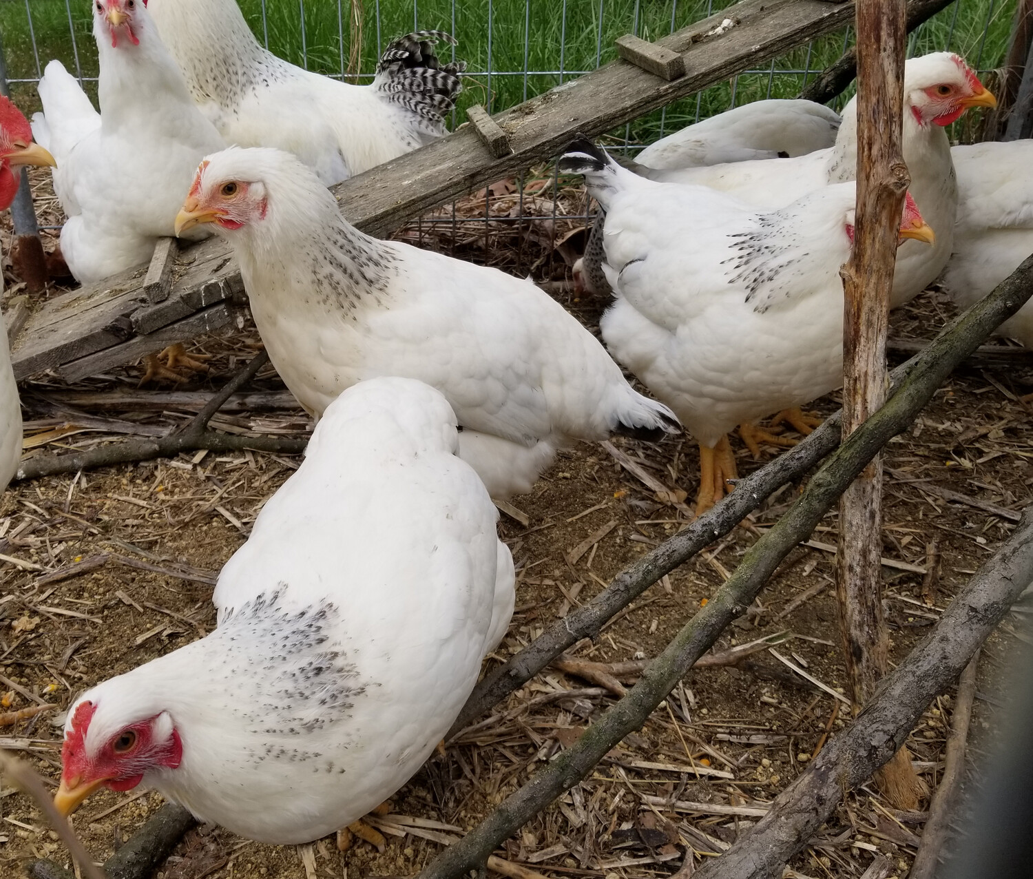 Delaware FEMALE CHICKS.  4/29/26