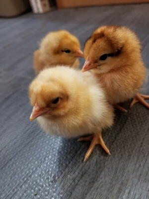 Easter Egger FEMALE Chicks. Hatch 4/29/26