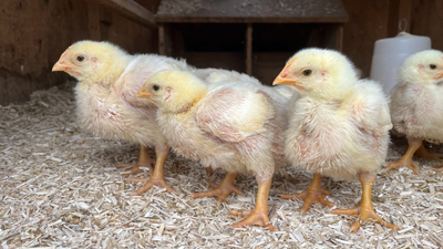 Cornish Cross STRAIGHT RUN Meat Chicks 9/9/26