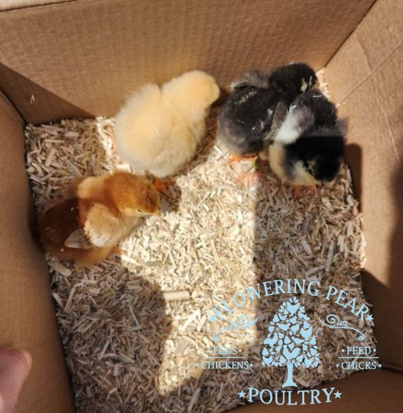 Hemp Bedding for Chickens, Horses, small animals, reptiles