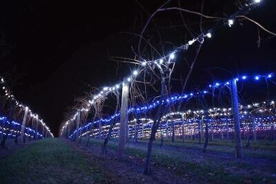Friday, November 28, 2025 Ticket - Vineyard Lighting (General Admission)