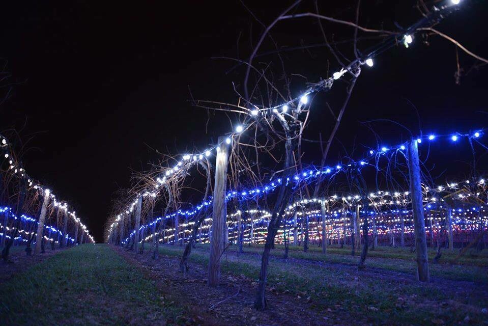 Friday, November 27, 2026 Ticket - Vineyard Lighting (Designated Driver/Children 13-20)