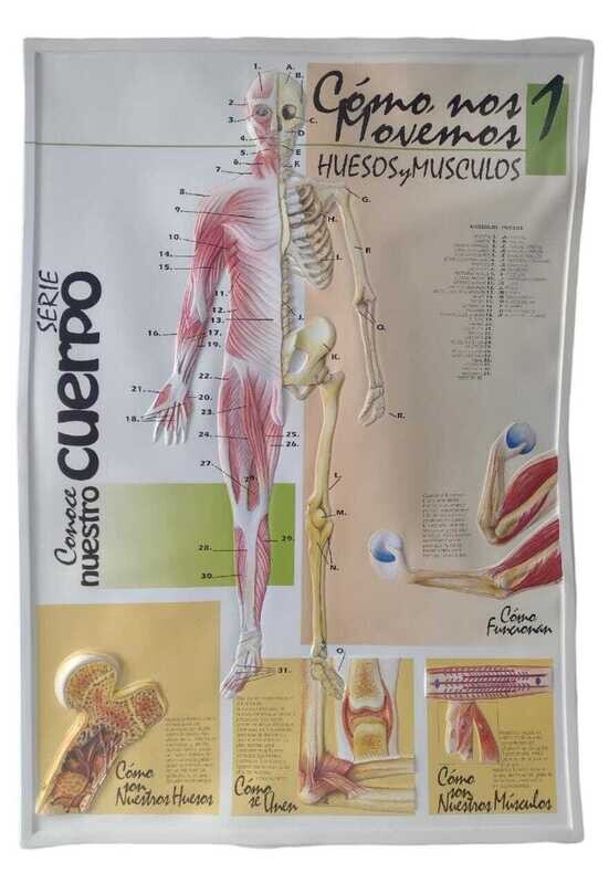 POSTER PLASTIFICADO CON RELIEVE ANATOMIA HUMANA