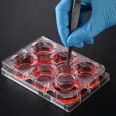 Biologix Insert™ Hanging, 6 Cell Culture Inserts+ 6 well plate, PC Membrance, 3/8μm, Transparent, Sterile, 6 Inserts/Pack, 24 Inserts/Case