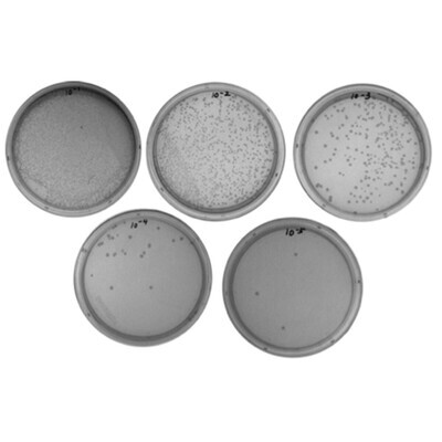 Water Quality Testing III: Multiplex PCR Testing of Water Contaminants
