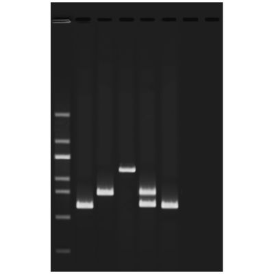 Water Quality Testing III: Multiplex PCR Testing of Water Contaminants