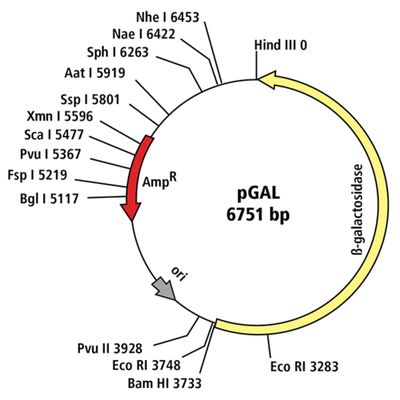 Transformation of E. coli with pGAL™ (Blue Colony)