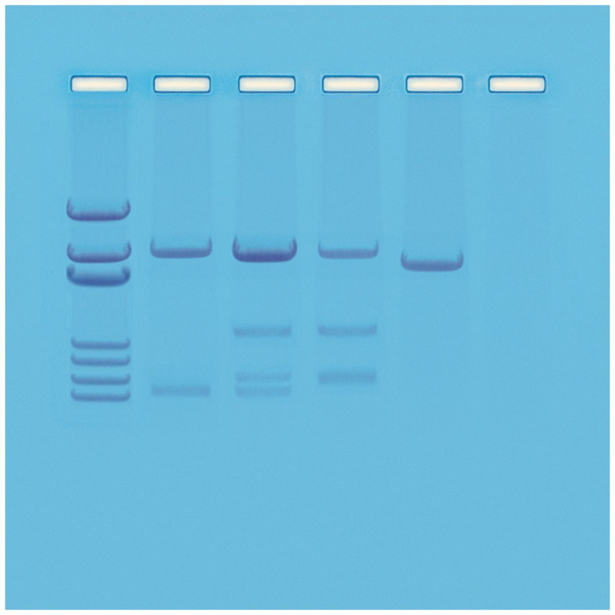 DNA Paternity Testing Simulation
