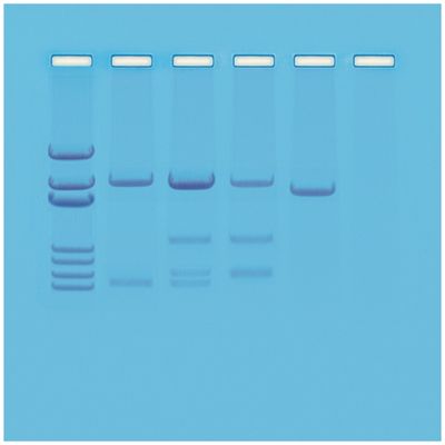 DNA Paternity Testing Simulation