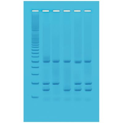 Identification of Genetically Modified Foods Using PCR